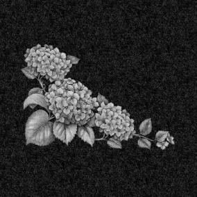 Цветы | Рисунок гортензии, ЦВ-031
